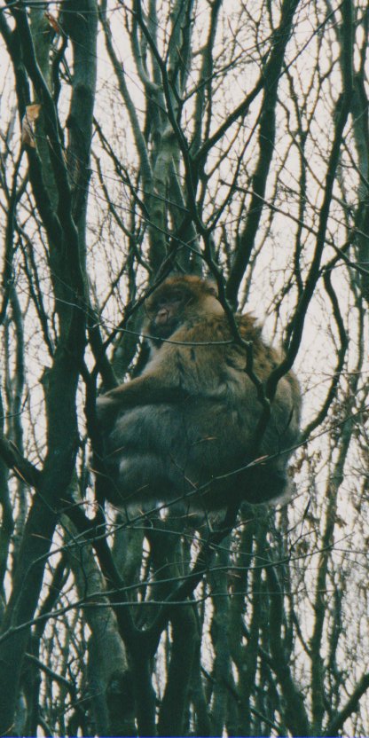 Affe im Baum
am Affenberg