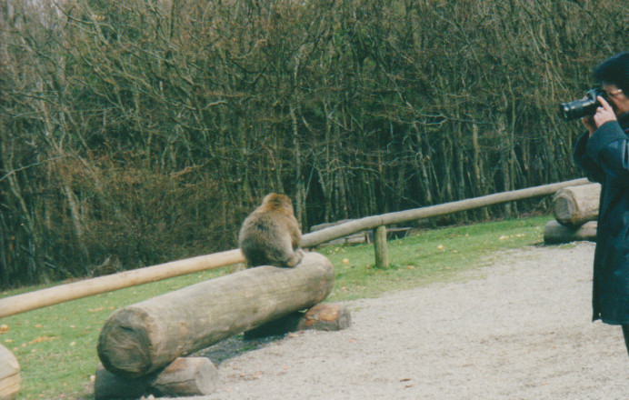 Affe auf Baumstamm
am Affenberg