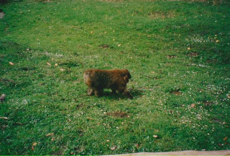 Affe allein am Affenberg
unterwegs