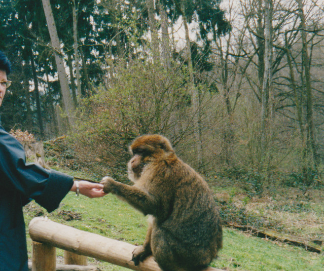 Affen füttern
am Affenberg