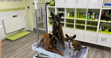 Dog-Station Hundesalon Inh. Dagmar Pfarr in Reitmehring Stadt Wasserburg am Inn