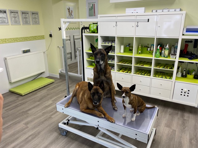 Dog-Station Team