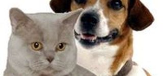 Bild zu catz-n-dogz