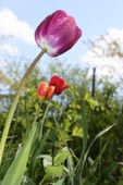 Nutzerbilder Müller Günter Blumen