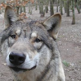 Wolf im Güstrower Wildpark-MV 