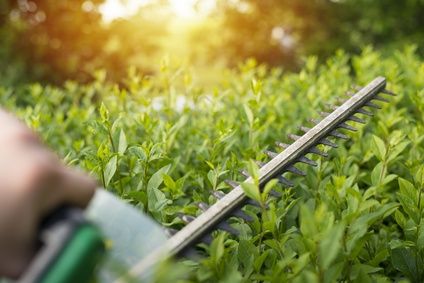 Gartenpflege mit Heckenschnitt