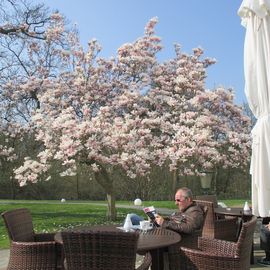 Magnolien... nur schön!