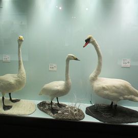 Zoologisches Museum Hamburg in Hamburg
