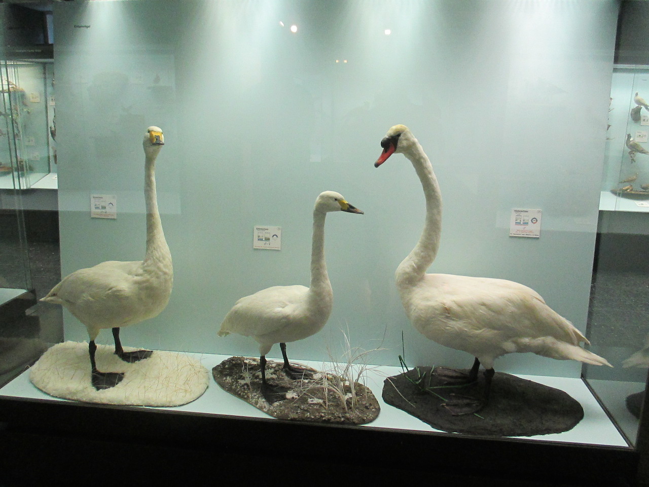 Bild 35 Zoologisches Museum in Hamburg