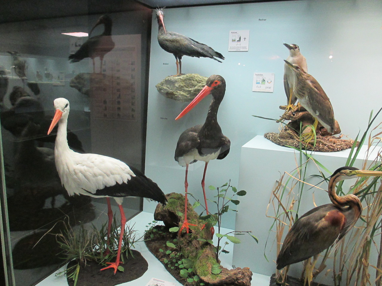 Bild 31 Zoologisches Museum in Hamburg
