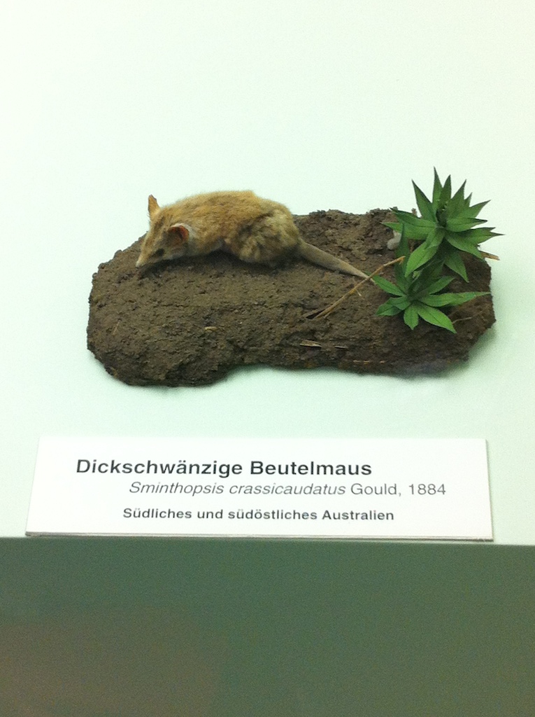 Bild 56 Zoologisches Museum in Hamburg