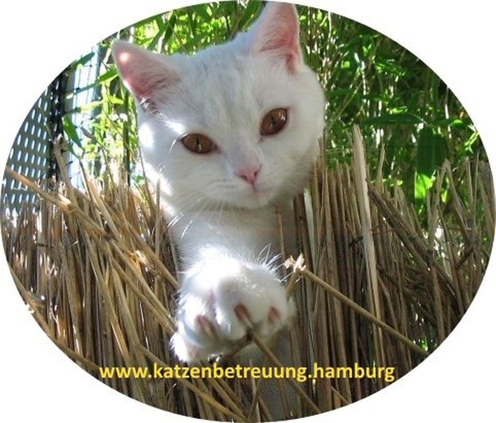 Nutzerfoto 1 GOLD CAT Katzenbetreuung Hamburg Katzenhotel / Katzenpension Tierpflege