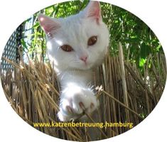 Bild zu GOLD CAT Hotel Katzenbetreuung bei Hamburg