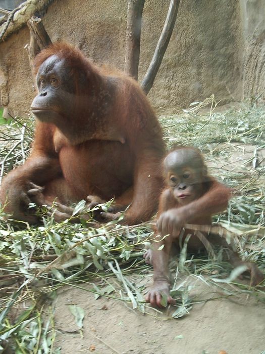 Nutzerbilder Marché Patakan (im Zoo Leipzig)