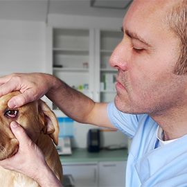 Dr. Grübl untersucht einen Hund (Schleimhautfarbe und kapilläre Füllungszeit)