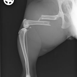 Röntgenaufnahme eines Knochenbruches bei einer Katze