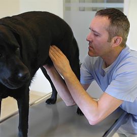 Dr. Grübl untersucht einen Hund (Abdomenpalpation)