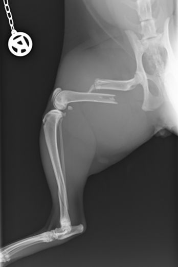 Röntgenaufnahme eines Knochenbruches bei einer Katze