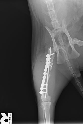 Röntgenaufnahme nach Operation eines Knochenbruches bei einer Katze