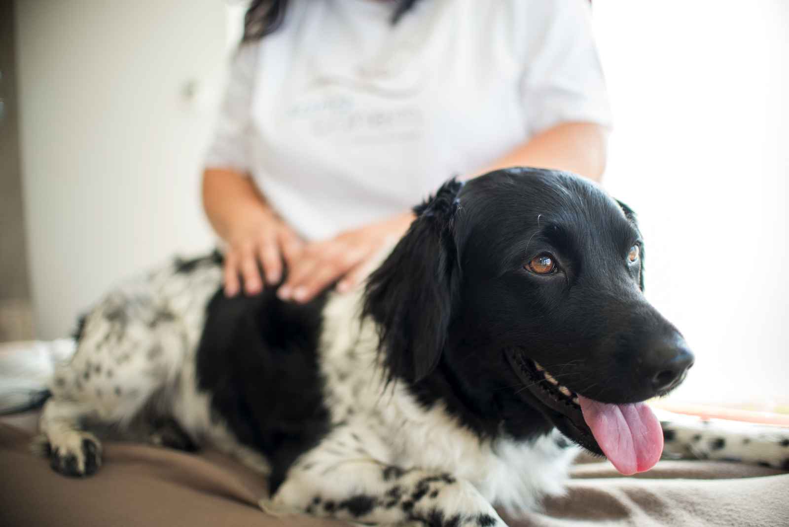 Hund in der Physiotherapie