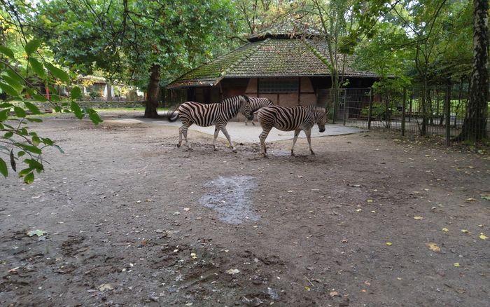 Nutzerbilder NaturZoo Rheine e.V. Auskunft