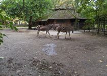 Bild zu NaturZoo Rheine e.V.