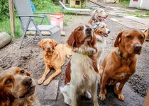 Bild zu Hundetagesstätte Hundsviecherlgaudi