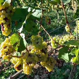 Weingut Karl Friedrich Aust in Radebeul