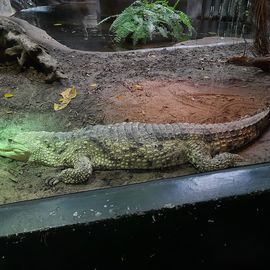 Aquazoo-Löbbecke Museum Düsseldorf in Düsseldorf