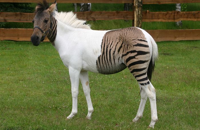 Das Zebrapferd Eclyse