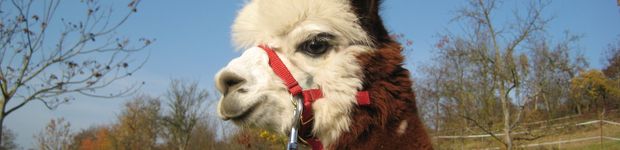 Bild zu Schmid's Alpacalodge