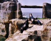 Nutzerbilder Zoo am Meer Bremerhaven GmbH