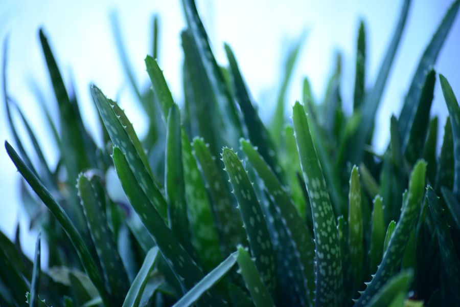 Naturheilpraxis Minden aloe vera