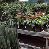 Mallmann Blumen Hydrokultur in Mendig