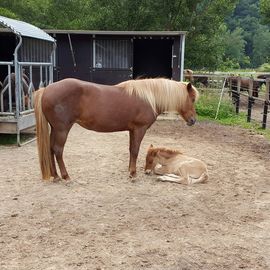 Trimbser Mühle Gast.- u. Reithof Inh. R. Hoex Gaststätte in Trimbs