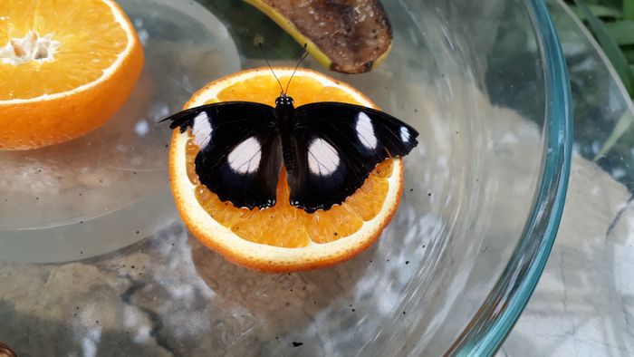 Nutzerbilder Garten der Schmetterlinge Schloß Sayn