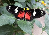Bild zu Garten der Schmetterlinge Schloß Sayn