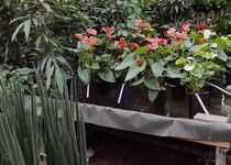 Bild zu Mallmann Blumen Hydrokultur