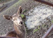 Bild zu Wildfreigehege Remstecken