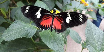 Garten der Schmetterlinge Schloß Sayn in Sayn Stadt Bendorf am Rhein
