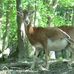 Hochwildschutzpark Hunsrück in Rheinböllen