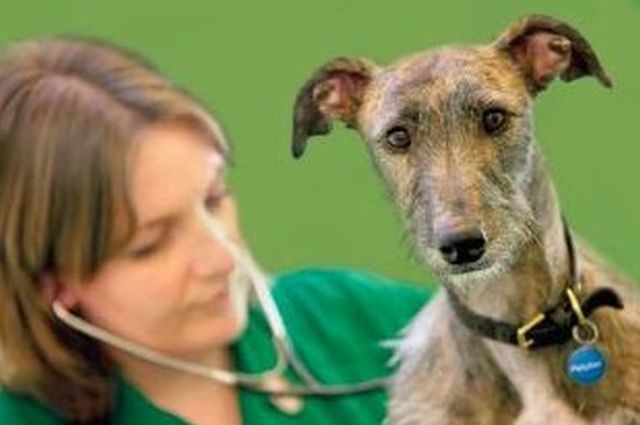 Figo Pet Tierkrankenversicherung