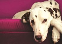 Bild zu Figo Pet Tierkrankenversicherung