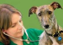 Bild zu Figo Pet Tierkrankenversicherung