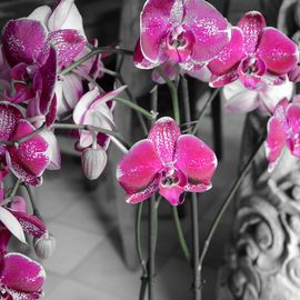 Eine Orchidee bei Blumenhaus Meinken