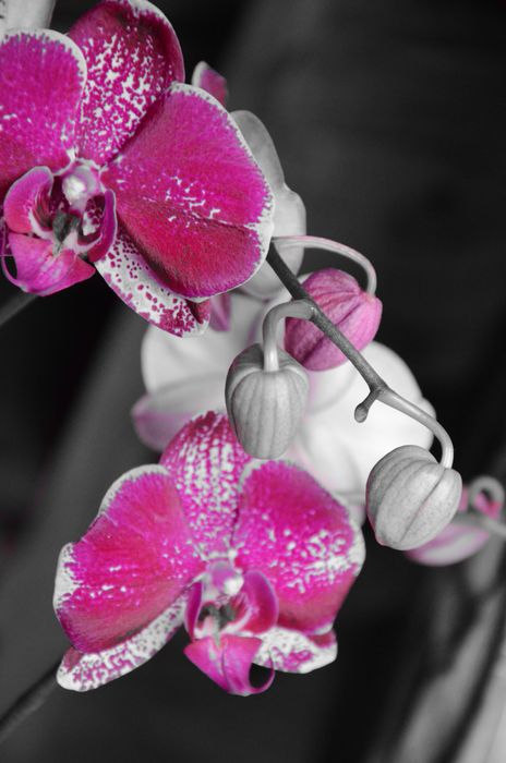 Eine Orchidee bei Blumenhaus Meinken