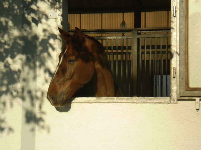 Reitsportzentrum/Reitstall Hans Koder