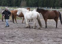 Bild zu Akademie für pferdegestütztes Team- und Führungstraning