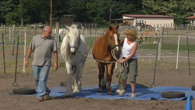 Teamtraining mit Pferden als Coach
