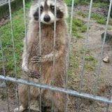 Schwarzwaldzoo in Waldkirch im Breisgau